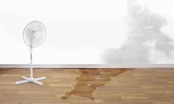 Best Flood restoration services  in Medpolis, IA
